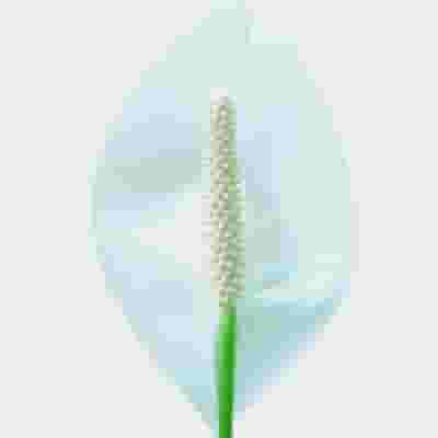 Anthurium White Flower