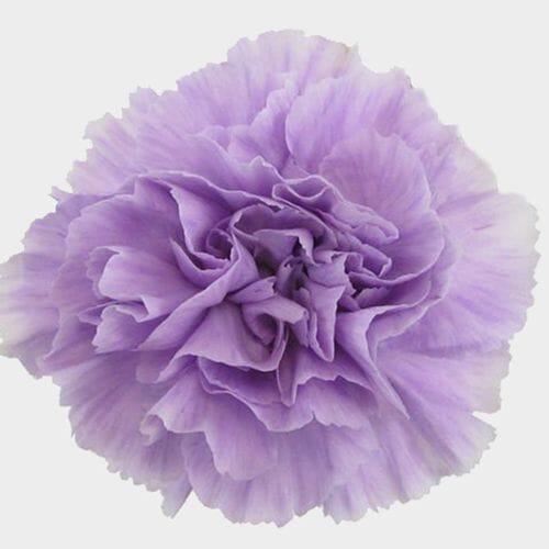 Wholesale flowers prices - buy Moonaqua Fancy Light Purple Carnation Flower in bulk