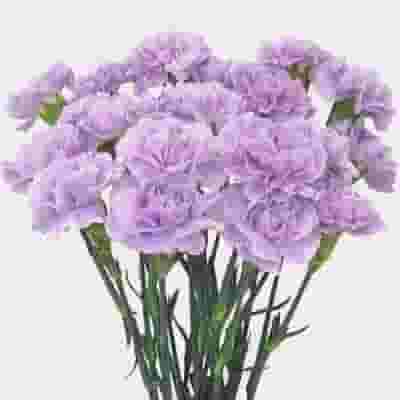 Moonaqua Fancy Light Purple Carnation Flower