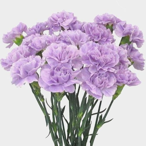 Moonaqua Fancy Light Purple Carnation Flower - Wholesale - Blooms By ...