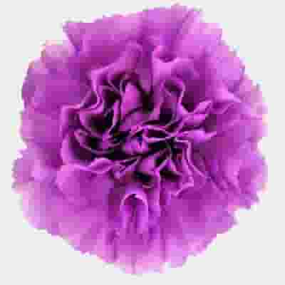 Moonlight Deep Lavender Carnation Flowers - Fancy