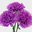 Moonlight Deep Lavender Carnation Flowers - Fancy