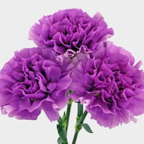 Moonlight Deep Lavender Carnation Flowers - Fancy - Wholesale - Blooms ...