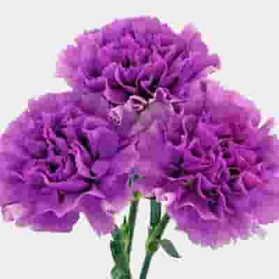 Moonlight Deep Lavender Carnation Flowers - Fancy