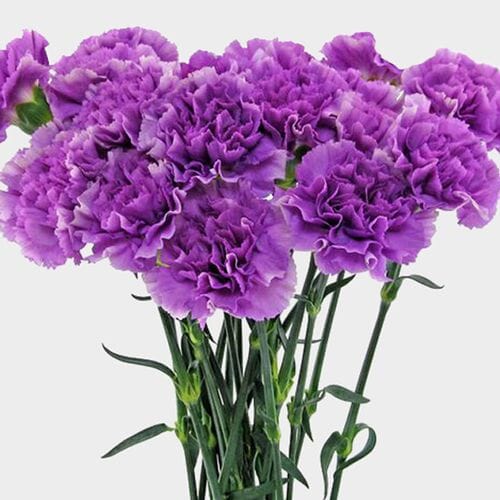 Moonlight Deep Lavender Carnation Flowers - Fancy - Wholesale - Blooms ...