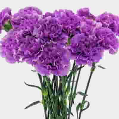 Moonlight Deep Lavender Carnation Flowers - Fancy