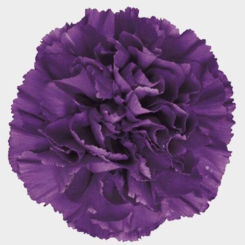 Moonshade Fancy Deep Purple Carnation Flowers