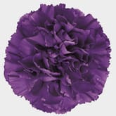 Moonshade Fancy Deep Purple Carnation Flowers