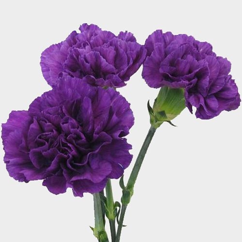 Moonshade Fancy Deep Purple Carnation Flowers - Wholesale - Blooms By ...