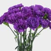 Moonshade Fancy Deep Purple Carnation Flowers