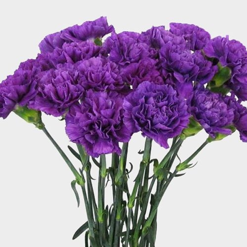 Moonshade Fancy Deep Purple Carnation Flowers - Wholesale - Blooms By ...