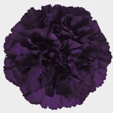 Moonvista Dark Purple Fancy Carnation Flowers