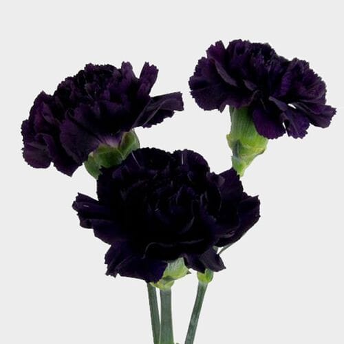 Moonvista Dark Purple Fancy Carnation Flowers Wholesale Blooms By