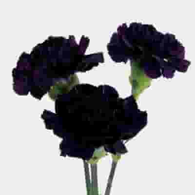 Deep Purple Carnation Flowers