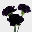 Moonvista Dark Purple Fancy Carnation Flowers