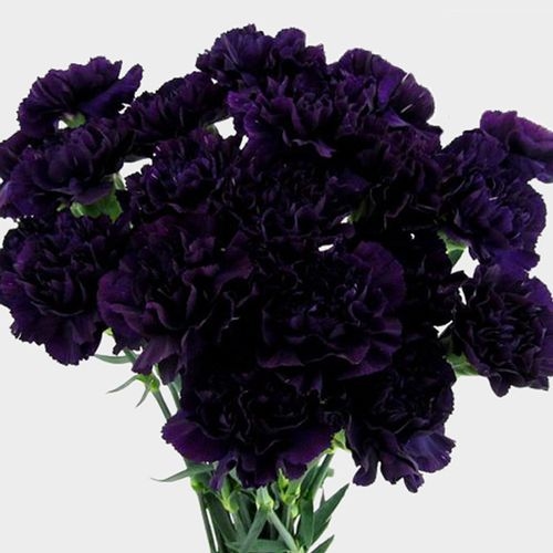 Moonvista Dark Purple Fancy Carnation Flowers
