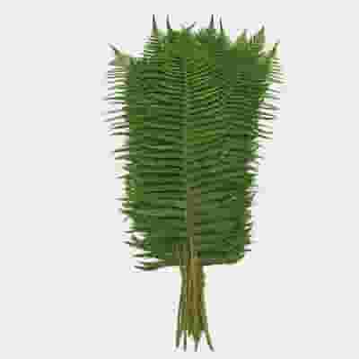 Dagger Fern Greens