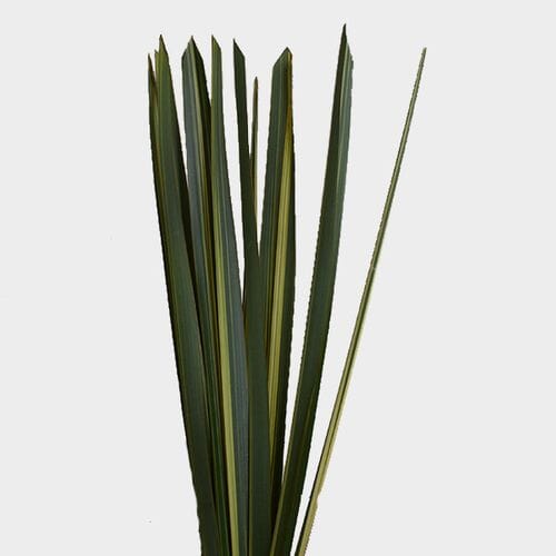 Bulk flowers online - Flax