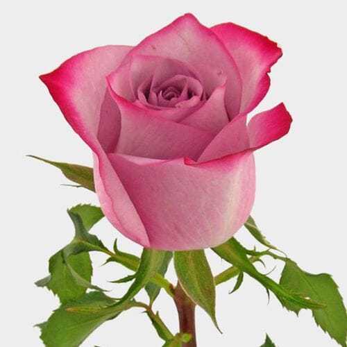 Wholesale flowers prices - buy Rose Deep Purple 50cm in bulk