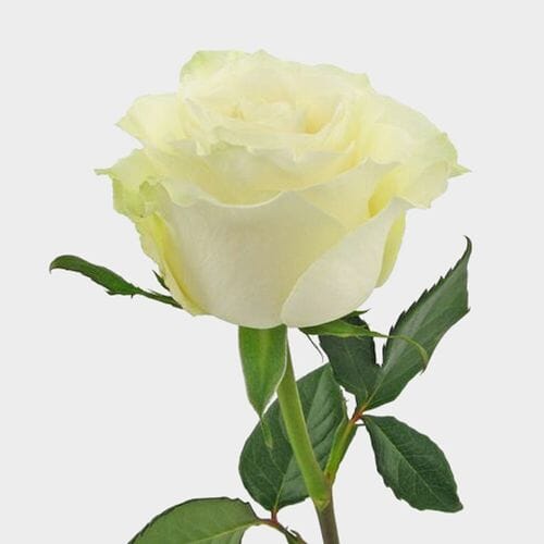 Wholesale flowers prices - buy Rose Mondial White 50cm in bulk