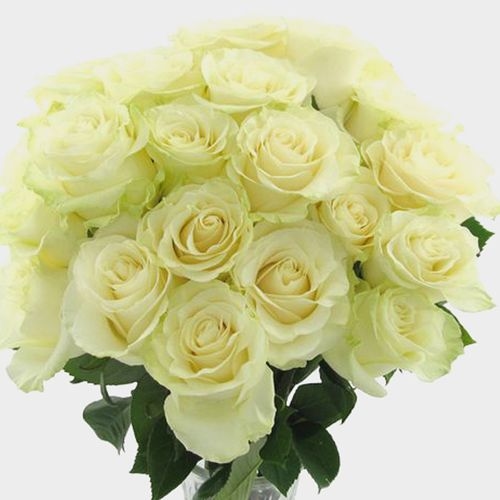 Rose Mondial White 50cm - Wholesale - Blooms By The Box