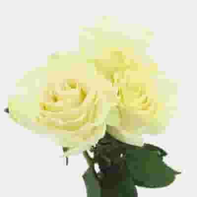 Rose Mondial White 60 Cm