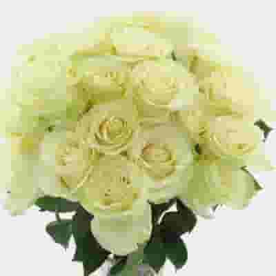 Rose Mondial White 60 Cm