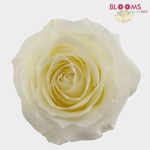 Rose Proud White 40 Cm - Wholesale - Blooms By The Box