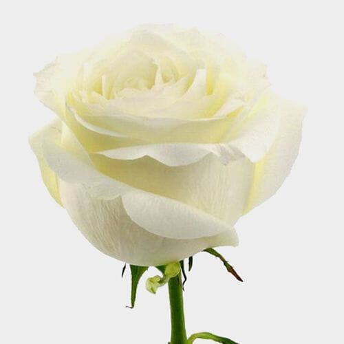 Wholesale flowers prices - buy Rose Proud White 40 Cm in bulk