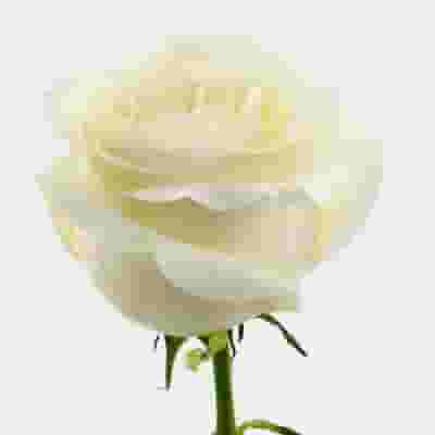 Rose Proud White 40 Cm