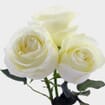 Rose Proud White 40 Cm