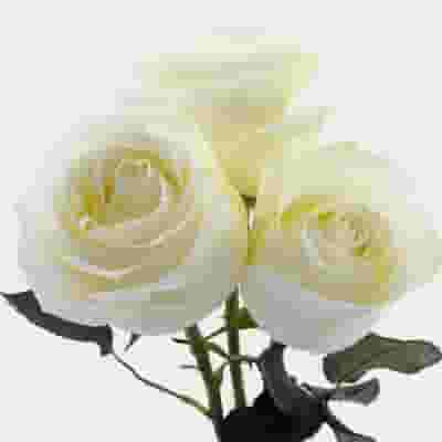 Rose Proud White 50 Cm