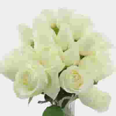Rose Proud White 50 Cm