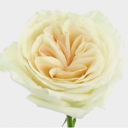 Wholesale flowers prices - buy Garden Rose Purity in bulk