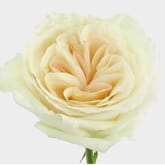Garden Rose Purity