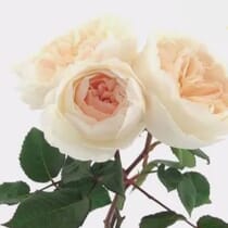 Garden Rose Purity - Wholesale - Blooms By The Box