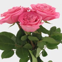 Garden Rose Ashley Pink - Wholesale - Blooms By The Box
