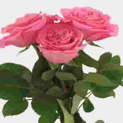 Garden Rose Ashley Pink