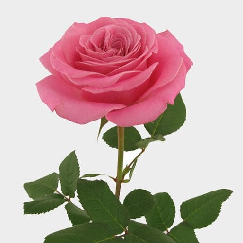 Bulk flowers online - Garden Rose Ashley Pink