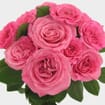 Garden Rose Ashley Pink