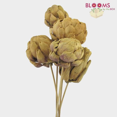 Wholesale flowers prices - buy Chico Choke Natural (stemmed) in bulk