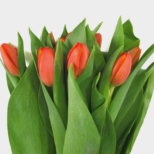 Bulk flowers online - Tulip Orange