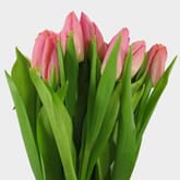 Tulip Pink 