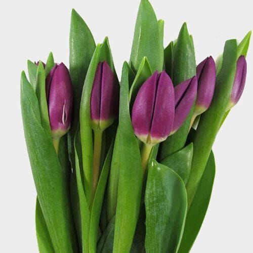 Wholesale flowers prices - buy Tulip Purple in bulk