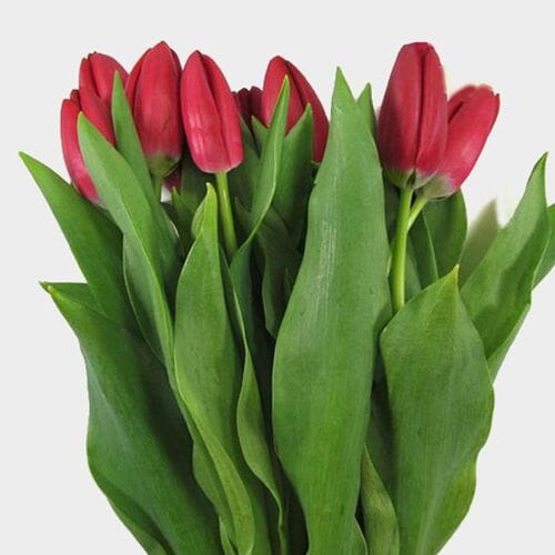 Bulk flowers online - Tulip Red
