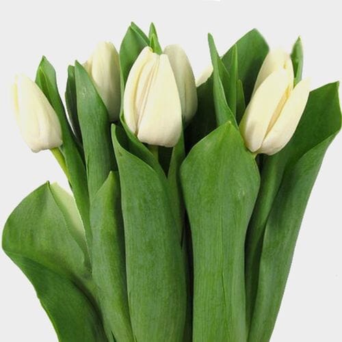 Bulk flowers online - Tulip White