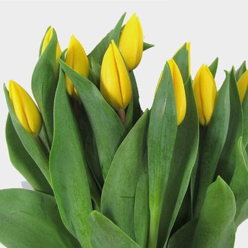 Wholesale flowers prices - buy Tulip Yellow in bulk