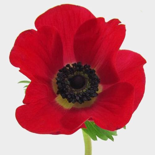 Wholesale flowers prices - buy Anemone Red (50 Stems) in bulk