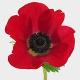Anemone Red (50 Stems)