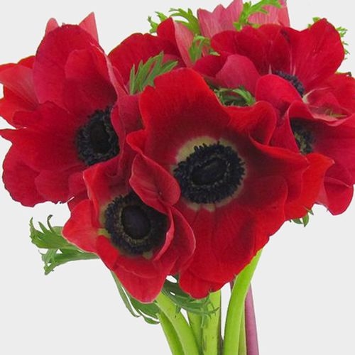 Anemone Red (50 Stems)